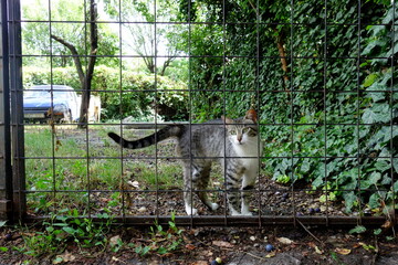 Cute tabby kitten looking through grid fence