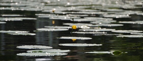 Seerosen auf dem Wasser