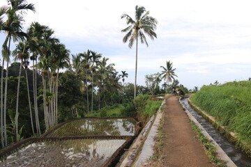 Fototapeta na wymiar Chemin de rizière à Lombok, Indonésie