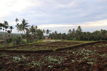 Rizières en terrasses à Lombok, Indonésie