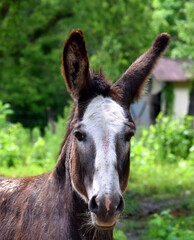 Closeup of Donkey at Old Farm