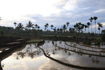 Rizières en terrasses à Lombok, Indonésie