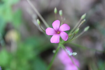 close up of a pink flower