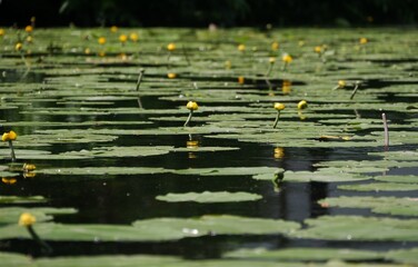 Teich mit Seerosen