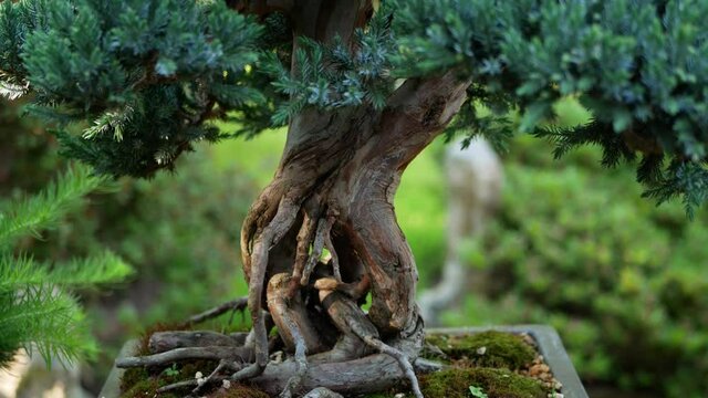 Himalayan juniper bonsai tree