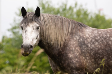 Obraz premium Schimmel frißt langes Gras