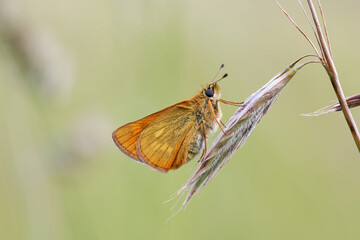 A Large Skipper Butterfly perched on a grass seed head.