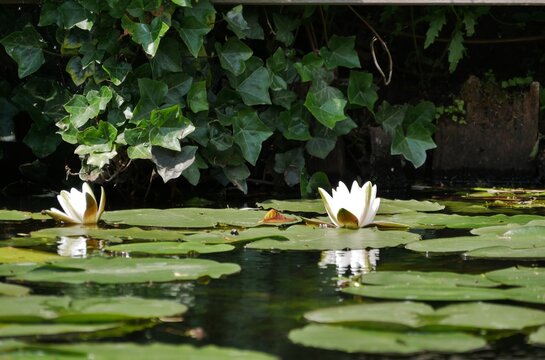 Seerosenbl&uuml;te auf dem Wasser