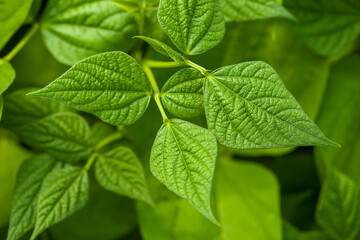 Fresh green leaves of beans.