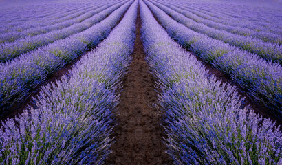 Fototapeta na wymiar lavender fields ready to harvest horizontal
