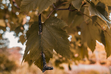 une feuille jaune avec une branche au milieu 