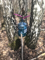Naklejka premium The method of collecting birch sap. The holes in the birch from where the juice goes through the tubes into a large plastic bottle. How to collect birch sap