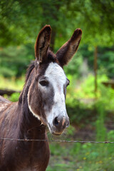 Donkey With White Face