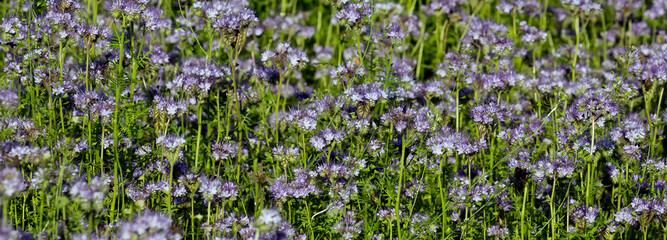 Phacelia tanacetifolia field, countryside scene. Phacelia lace, blue tansy