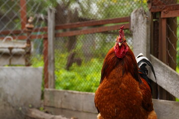 Close up of adult rooster in paddock. Portrait of stately cock outdoor.