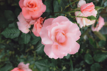 pink rose plant 