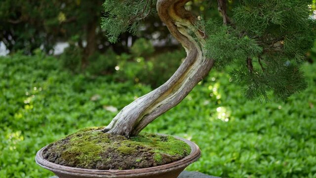 Chinese juniper bonsai tree pan up