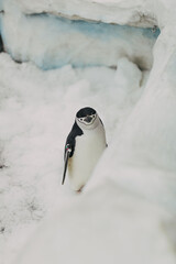 smiling penguin 