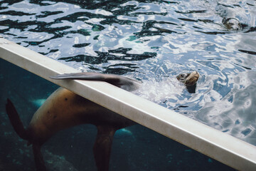 sea lion in water
