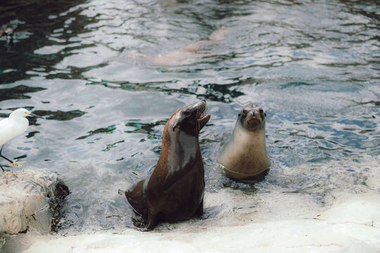 two sea lions in the water next to a bird 