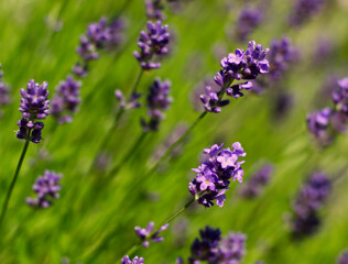 Obraz premium Lavender flower meadow. Close up image. Summer flowers concept. Herb garden with essential plant