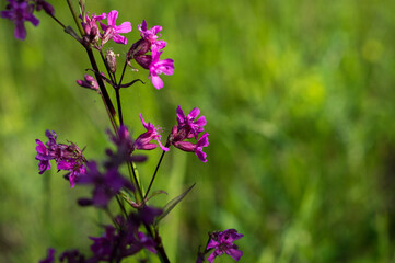 purple wildflowers grow in summer in green grass