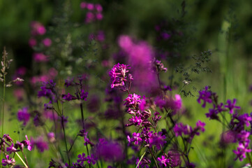 purple wildflowers grow in summer in green grass