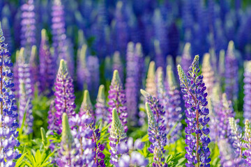 Lupine field on a sunny day