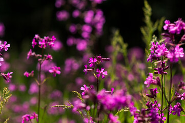 purple wildflowers grow in summer in green grass