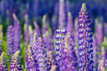 Lupine field on a sunny day