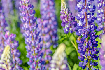 Lupine field on a sunny day