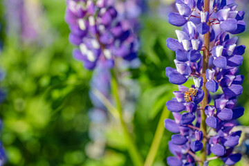 Lupine field on a sunny day