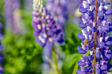 Lupine field on a sunny day