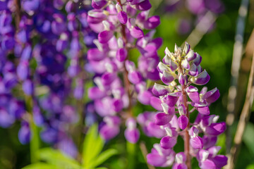 Lupins. Close-up. Selective autofocus. Bright summer photophone.