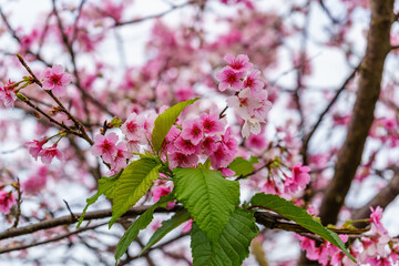 Beautiful cherry blossom on white sky background.