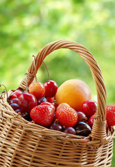 wicker basket with berries and fruits on a background of foliage