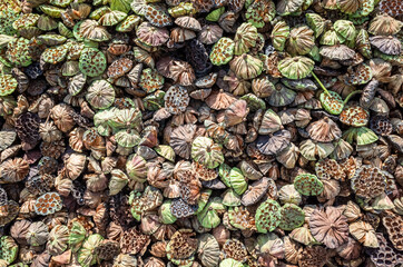 Fototapeta premium dry seed pod of lotus