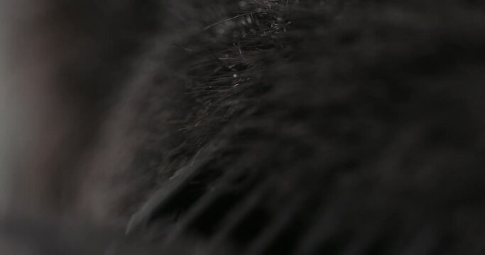 Haircut trimmer close-up. Macro footage