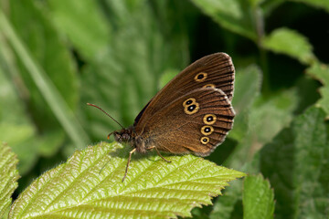 Obraz premium A Ringlet Butterfly sitting on a Bramble leaf.