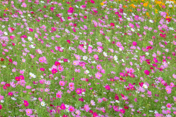 Obraz premium colorful cosmos flowers farm