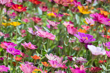 colorful cosmos flowers farm