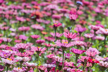 Fototapeta premium pink and purple cosmos flowers farm