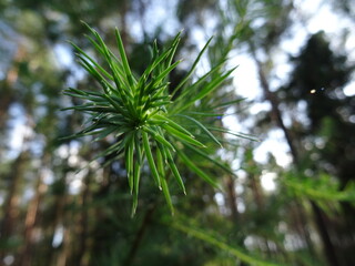Branch of larch (Larix decidua).