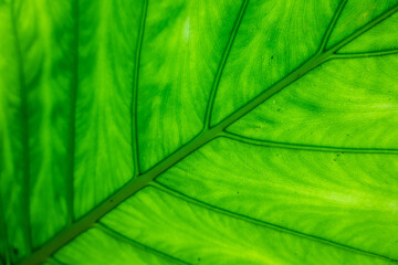 green alocasia odora leaf