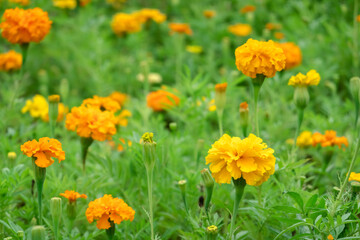 Fototapeta premium yellow cosmos flowers farm