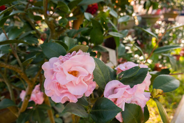 pink camellia flowers