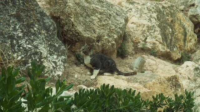 Parque El palmeral en la Costa Blanca Alicante Espa&ntilde;a