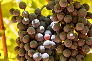 Close up of wine grapes on the vine in a vineyard