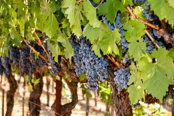 Wine grapes on the vine 