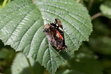 A Red Admiral Butterfly sitting on a green leaf.